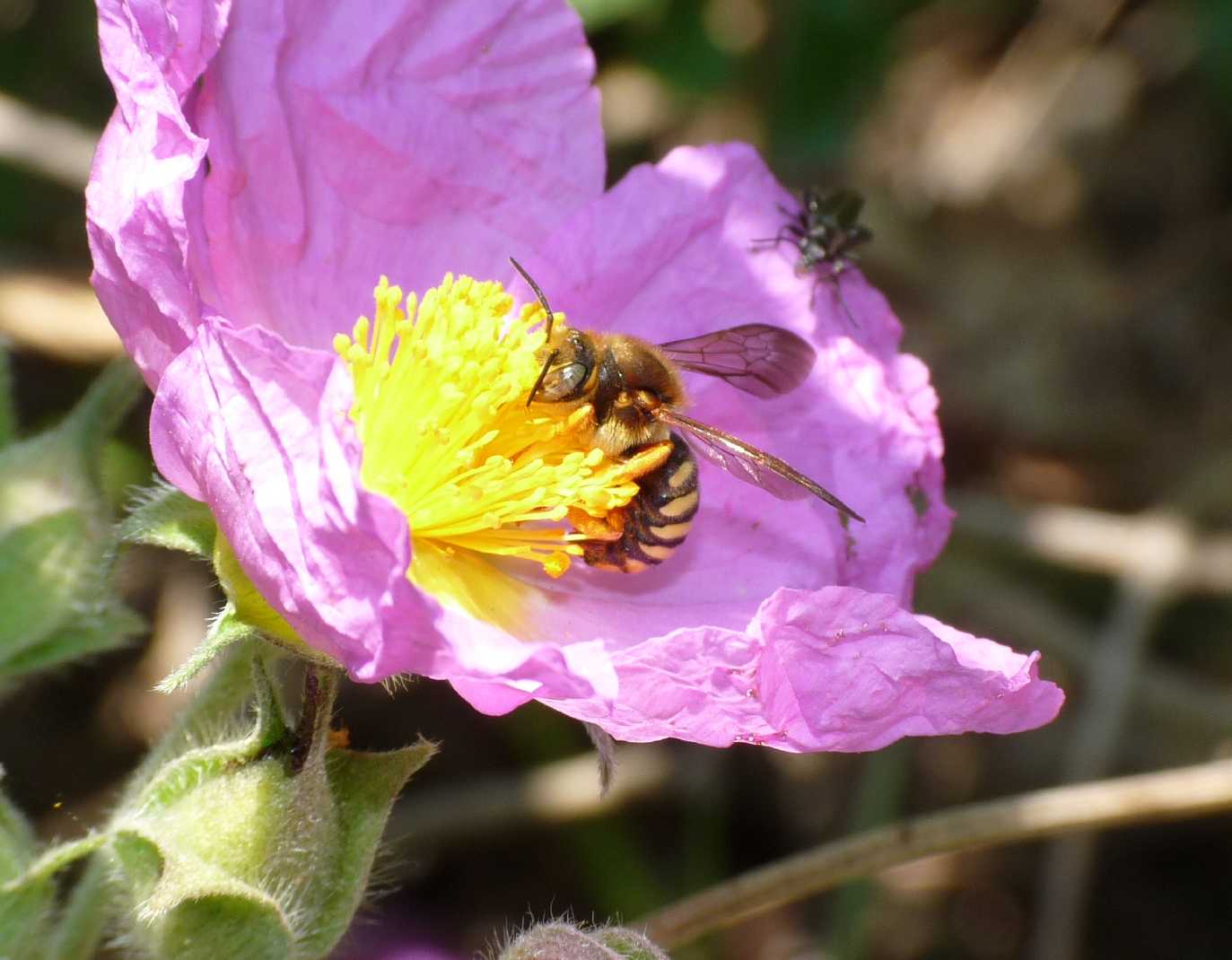 Anthidium sp.